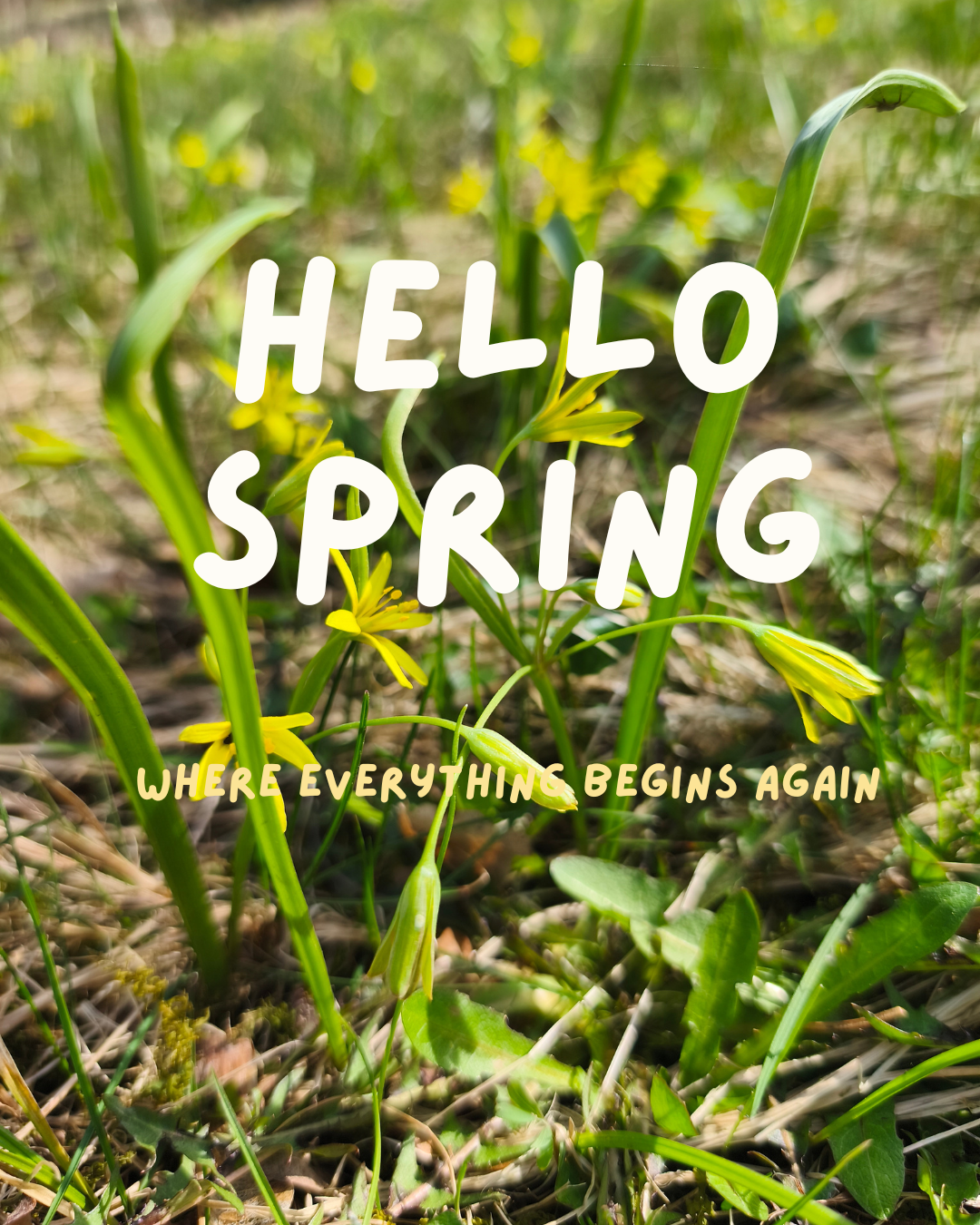 Hello Spring!
